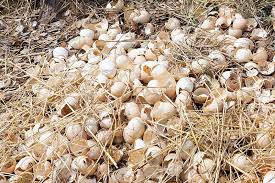 Folks in the united states alone send nearly a. How To Use Eggshells In The Garden Gardener S Path