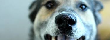 Driver's license or state id) that lists your current address. Covid19 Spca Of Texas