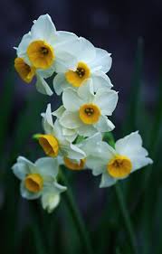 Narcissus Narcissus Tazetta Var Chinensis In 2020 Narcissus Daffodils Flowers