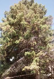 I bought them from a friend of a friend type deal, so no nursery to call on for replacements or a refund, and before deciding on how to deal with the seller, i'm looking for a little info. Nmsu Rhizosphaera Needle Cast Disease Of Blue Spruce