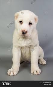 What happens when babies and dogs join forces? White Puppy Alabai On A Gray Background Studio Image Stock Photo 203065693