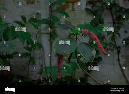 Image result for Centrostigma occultans