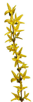 10 Forsythia Intermedia Chinees Klokje Houtige Steel Voorjaarsbloeier Flower Names Amazing Flowers Forsythia