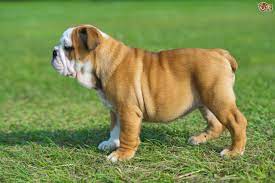 Only guaranteed quality, healthy puppies. English Bulldog Dog Breed Facts Highlights Buying Advice Pets4homes