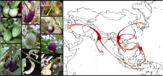 Image result for Solanum cyaneopurpureum