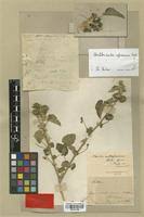 Image result for Abutilon austro-africanum