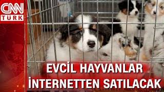 Evcil Hayvan Satışı: Pet Shop'lar İnternet Satışına Neden 'Dur!' Diyor?