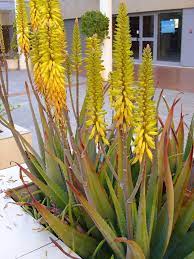 Beli produk lidah buaya berkualitas dengan harga murah dari berbagai pelapak di indonesia. Aloe Vera Wiktionary