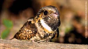 Bird That Sounds Like A Monkey At Night Whippoorwill Call Whippoorwills Were Calling And Night Hawks Were Crying As They Dipped And Darted Through The Starli Birds Nocturnal Birds Beautiful Birds