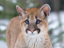 Pin On Big Beautiful Cats