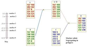 Fast Computation Of Significance Threshold In Qtl Mapping Of Dynamic Quantitative Traits Map Markers Significance