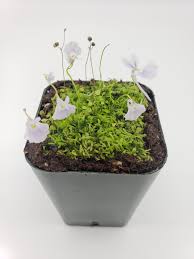 Image result for Utricularia welwitschii