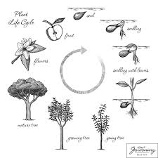 Basic Plant Life Cycle And The Life Cycle Of A Flowering Plant Plant Life Cycle Flower Life Cycle Life Cycles