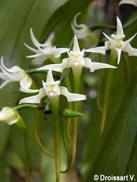 Image result for Cyrtorchis neglecta