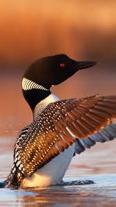 Download Wallpaper 1080x1920 Bird Loon Wings Water Spray Sony Xperia Z1 Zl Z Samsung Galaxy S4 Htc One Hd Backgr Beautiful Birds Nature Birds Pet Birds