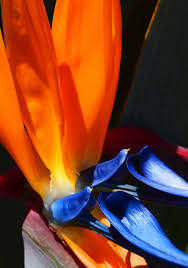 Image result for Fernandoa abbreviata