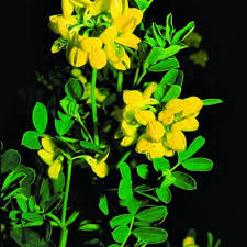 Image result for Antopetitia abyssinica