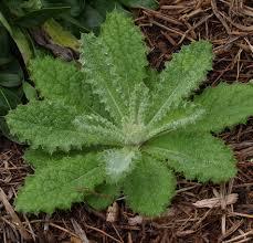 Image result for Berkheya setifera
