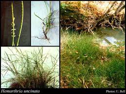 Image result for Hemarthria