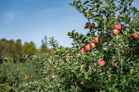 If you are thinking of going to the georgia farmer's market at forest park, ga, and want useful information (vendor names, phone numbers, produce sold, photos, etc.) for the stalls at the farmer's market at forest park, then check out this page. 10 Best Orchards To Go Apple Picking In North Carolina Southern Trippers