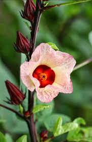Pin On Garden Ideas
