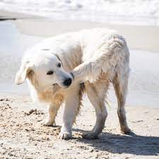 Should I Let My Dog Chase His Tail Spiritdog Training