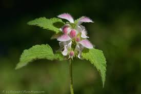 Image result for Ornithogalum flexuosum
