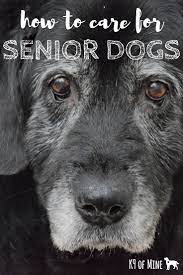 How To Care For Senior Dogs 101 Watching Your Pup Age Can Be Tough We Ll Explain What To Expect As Your Dog Ag Elderly Dog Care Senior Dogs Care Elderly Dogs