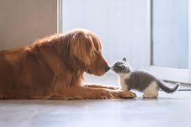 In honor of that, i'd like to take some time today to discuss how to safely introduce a new puppy to your cat. How To Introduce Your New Kitten To Your Dog Comfort Zone