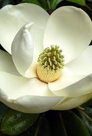 Magnolia Grandiflora Southern Magnolia With Huge Sweetly Fragrant Blooms Like All Evergreens It Does Shed B Beautiful Flowers Flowers Pretty Flowers