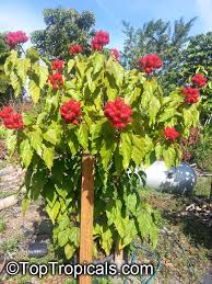 Image result for Bixa orellana