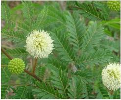 Image result for Leucaena leucocephala