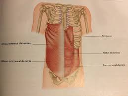 What Is Rib Flare And Exercises To Help Mix Fitness Flares Exercise Fit Life