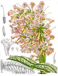 Image result for Streptocarpus myoporoides