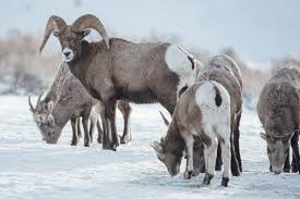 Shop for bighorn sheep art prints from our community of independent artists and iconic brands. Study Finds Native Bighorn Sheep Herds Retain Migratory Diversity