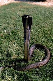 Pin Em Reptile