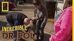 Emily thomas left after appearing in the current sixteenth season. The Incredible Dr Pol Youtube