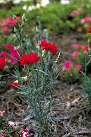 Maybe you would like to learn more about one of these? Growing Carnations Hgtv