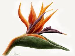 Drawing Bird Of Paradise Flower Outline Pin On Zben Painting Reference