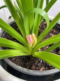 PlantMom - Search  X