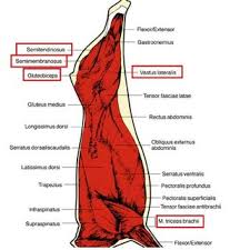How & what do i use to make my arms look like i have muscles / muscle definition??? Location Of The 5 Muscles Studied The Names Of Which Are Framed In Red Download Scientific Diagram