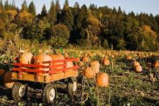 Red Deer Fall Harvest Market