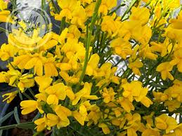 Image result for Genista