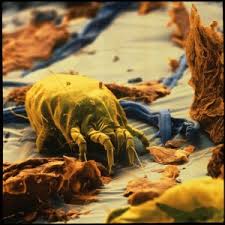 Le bicarbonate de soude, c'est quoi ? Le Bicarbonate De Soude Contre Les Acariens Et Les Allergiesmon Bicarbonate