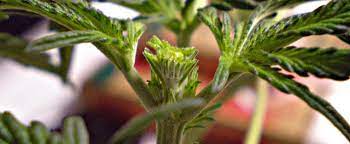 More branches mean more buds. The Best Guide On How To Top Or Fim Marijuana Plants 10buds