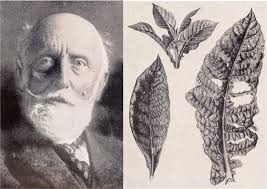 (en) common names of diseases. History Of Ecological Sciences Part 44 Phytopathology During The 1800s Egerton 2012 The Bulletin Of The Ecological Society Of America Wiley Online Library