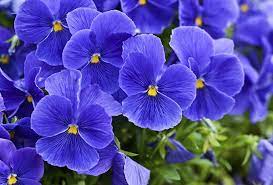 The colour purple is a spiritual one in itself meaning love, devotion and spirituality. Violet Dream Interpretation Violet Dream Meanings