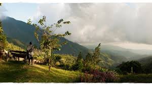 Jamaican blue mountain coffee or jamaica blue mountain coffee is a classification of coffee grown in the blue mountains of jamaica.the coffee was introduced to jamaica in 1728. ç‰™è²·åŠ è—å±±å'–å•¡radnorèŽŠåœ' Insingerkaffee ç¡¬æ€§æ ¼å'–å•¡