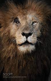 Simba's pride' has a series of dialogues between characters that provides an epiphany. Scarface Chris Schmid Morges Switzerland Canon Eos 7d Mark Ii Animals Photo Nature Lion Pictures Creepy Animals Cat Anatomy