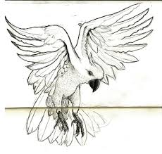 Cockatoo Cockatoo Art Sketchbook Pencil Drawings